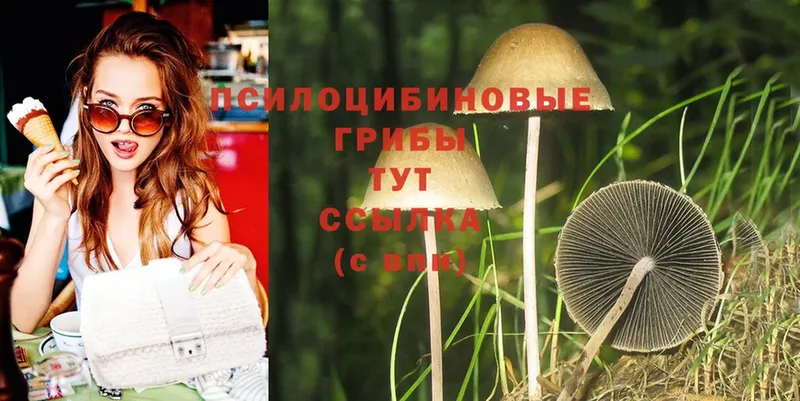 Галлюциногенные грибы Psilocybine cubensis  где продают наркотики  Уяр 